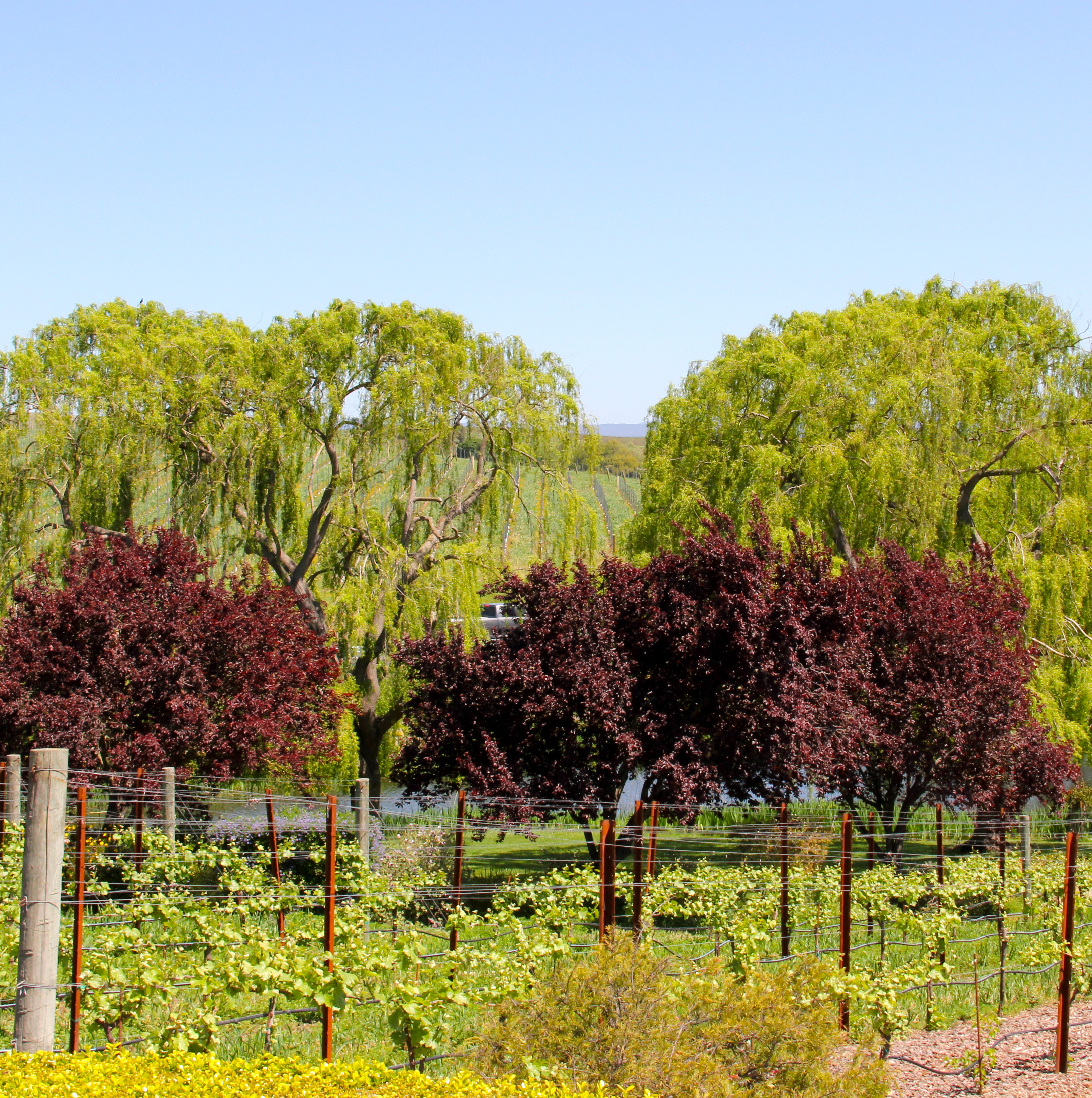 green vineyards green vineyards