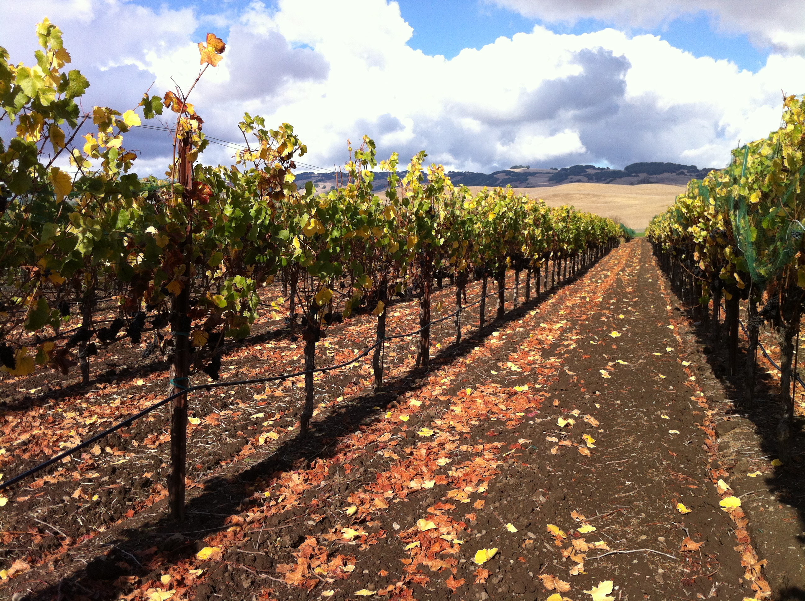 featured winery view from featured winery